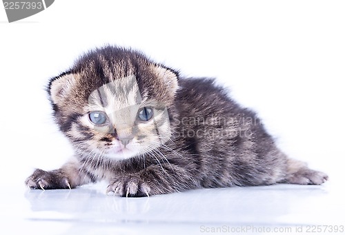 Image of little 2 weeks old kitten