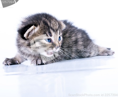 Image of little 2 weeks old kitten