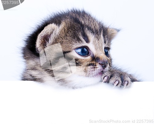 Image of little 2 weeks old kitten