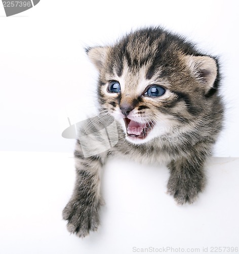 Image of little 2 weeks old kitten