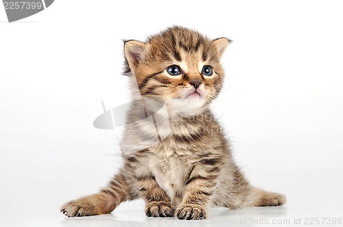 Image of beautiful cute 20 days old kitten sitting