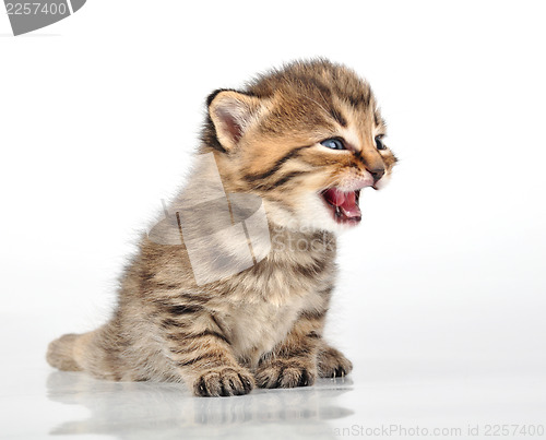 Image of beautiful cute 20 days old kitten sitting