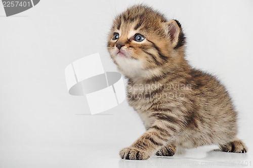 Image of beautiful cute 20 days old kitten sitting