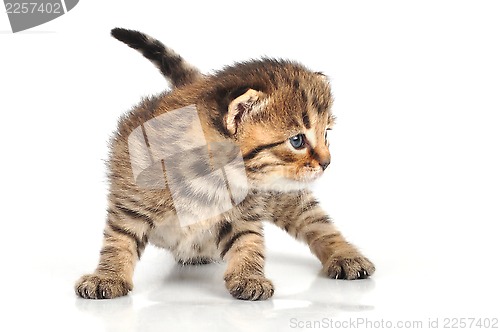 Image of beautiful cute 20 days old kitten sitting