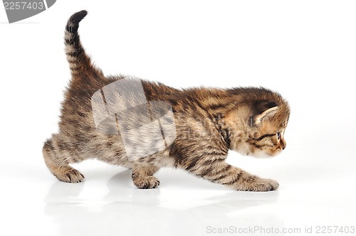 Image of beautiful cute 20 days old kitten hunting
