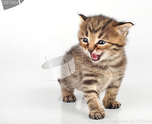 Image of angry mewoing beautiful cute 20 days old kitten sitting