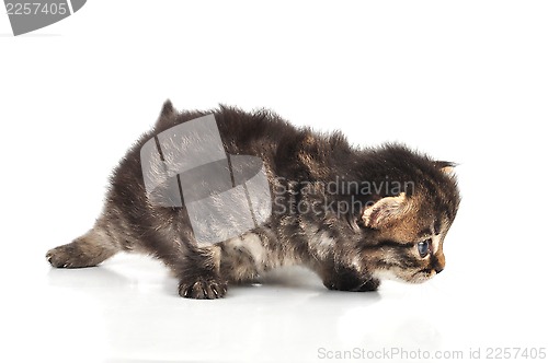 Image of beautiful cute 20 days old kitten hunting