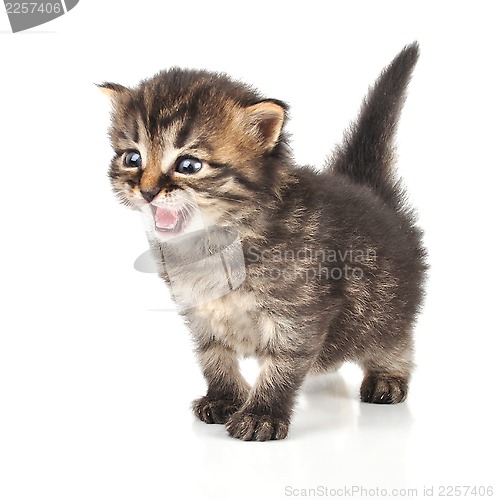 Image of beautiful cute 20 days old kitten