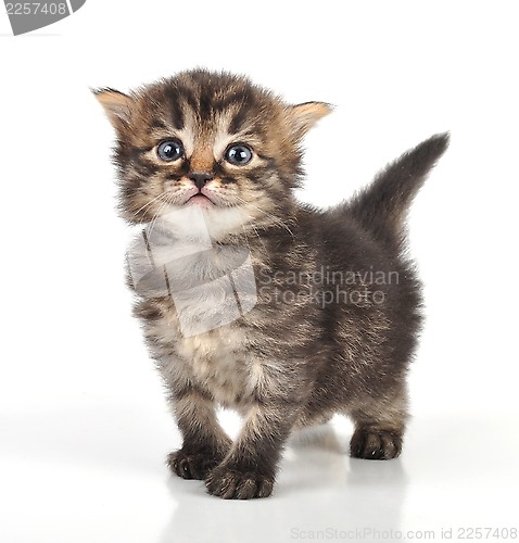 Image of beautiful cute 20 days old kitten 