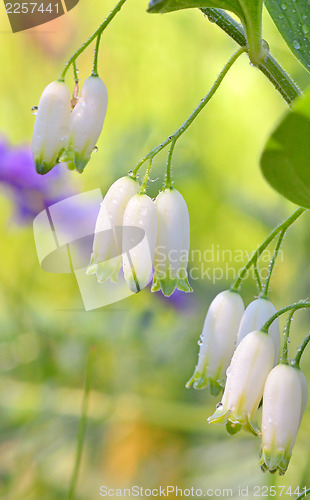 Image of snowdrop flower