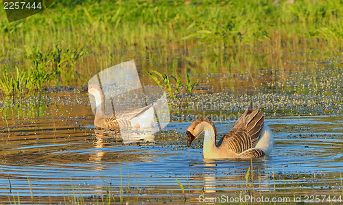 Image of two wild ducks  swim