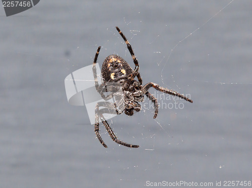 Image of Small cross Spider (Araneus diadematus)