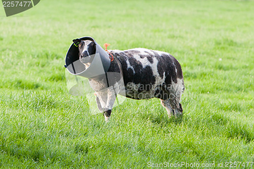 Image of Sheep with a bucket on it's head