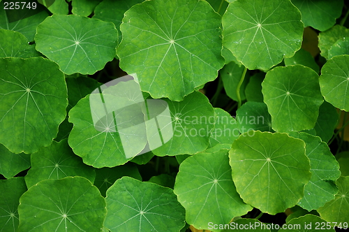 Image of green leafs
