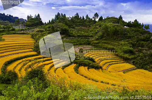 Image of Terraces of Grain.