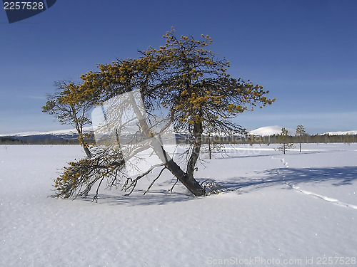 Image of Nature Landscape