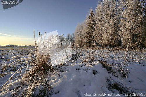 Image of Winter Landscape