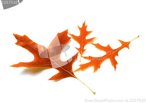 Image of Three autumn leafs of oak