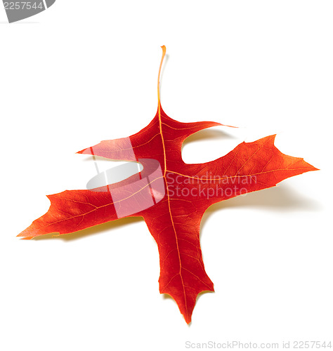 Image of Red oak leaf