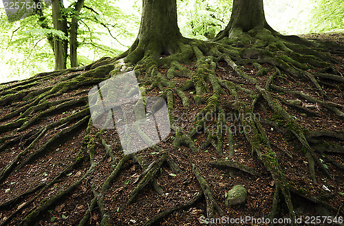 Image of Roots all over