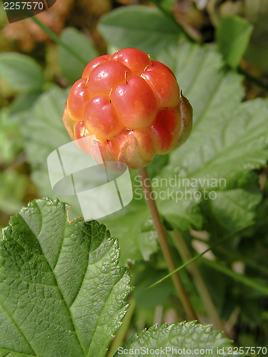 Image of Cloudberry 