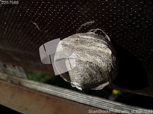 Image of Wasp nest