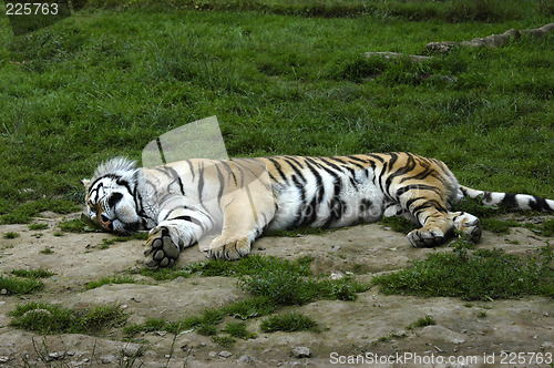 Image of Sleeping Tiger