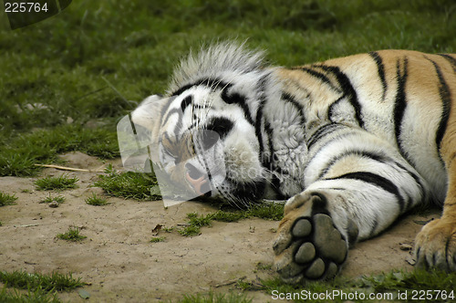 Image of Sleeping Tiger