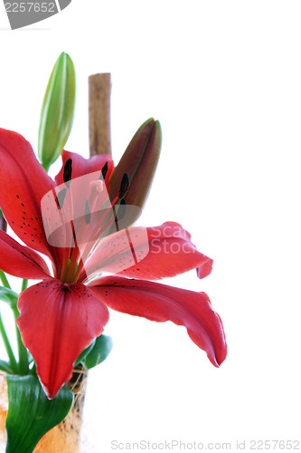 Image of Beautiful red tiger lily