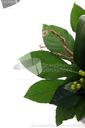 Image of Green leaves and berries