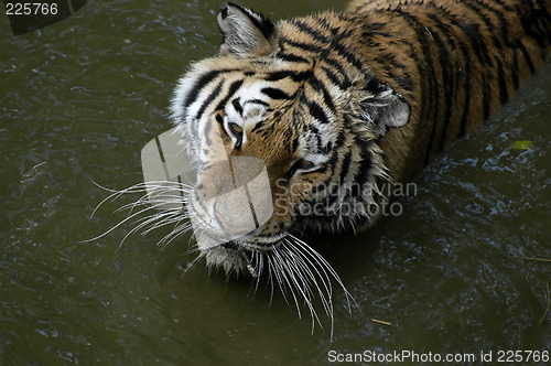 Image of Tiger in the water