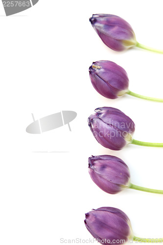 Image of Purple tulip border