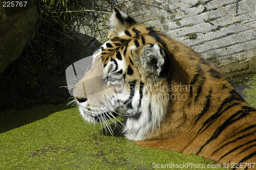 Image of Tiger in the water