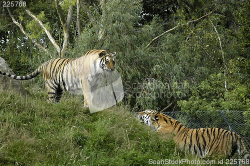 Image of Two Tigers