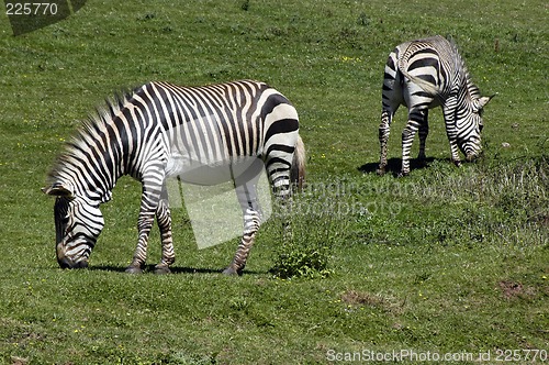 Image of Zebra's in a field