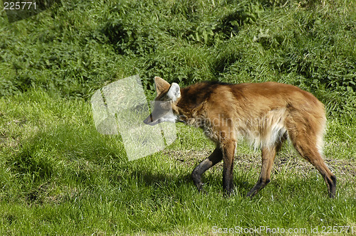 Image of Red wolf