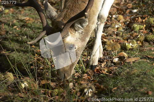 Image of feeding deer