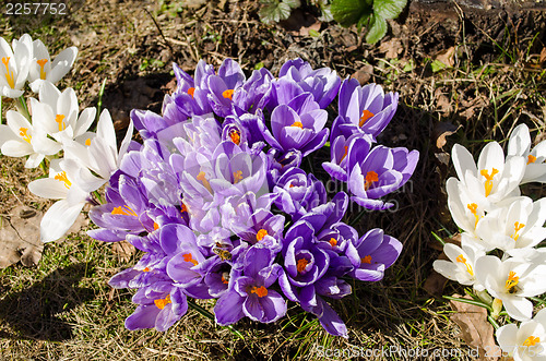 Image of saffron crocus flower insects bees nectar spring 