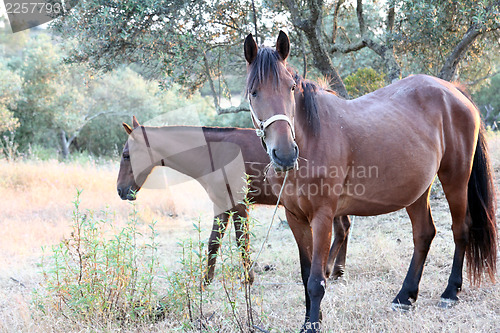 Image of Pferd,Horse,