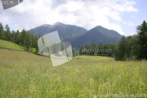 Image of Meadow