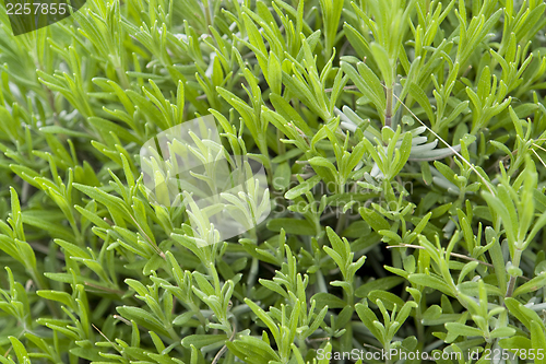 Image of green leaves detail