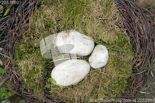 Image of birds nest arrangement