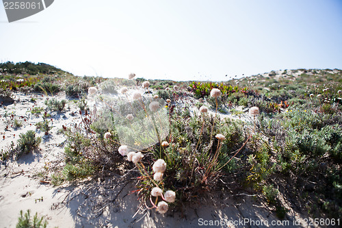 Image of Wildflowers