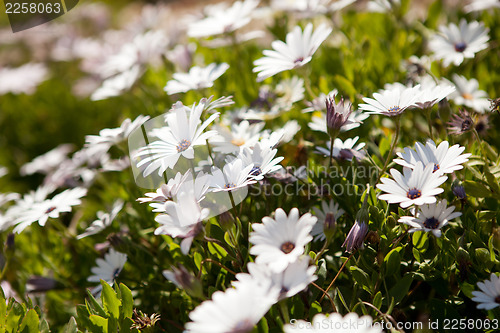 Image of Wildflowers