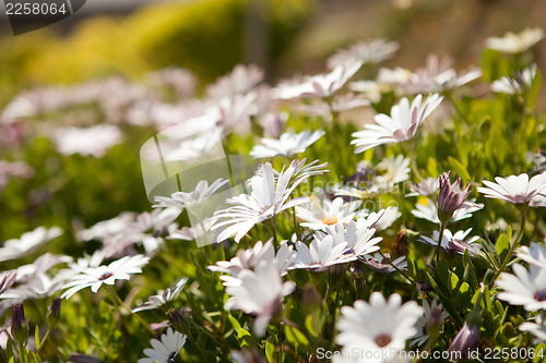 Image of Wildflowers