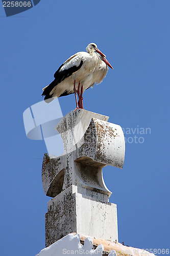 Image of Storch,Stork