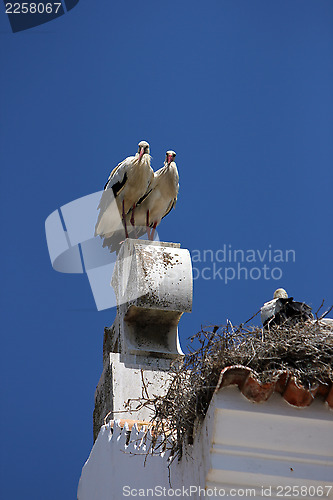 Image of Storch,Stork