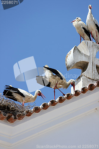 Image of Storch,Stork