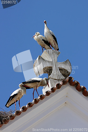 Image of Storch,Stork