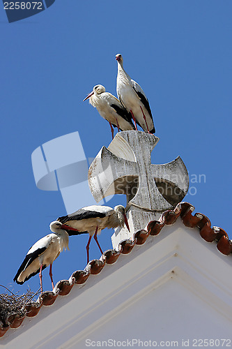 Image of Storch,Stork